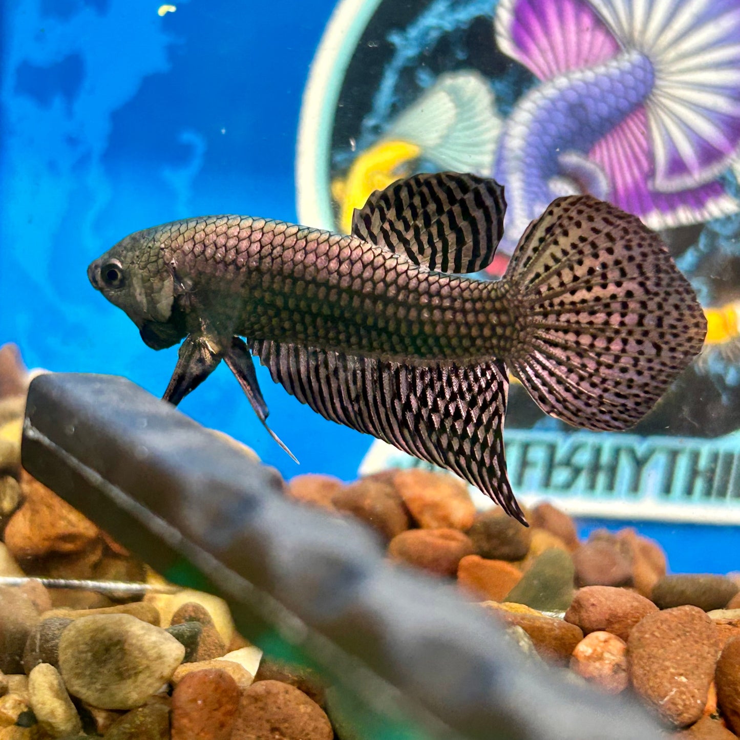 Copper Alien Wild Hybrid - Male Betta 043