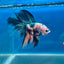 Copper Koi Halfmoon - Male Betta 040