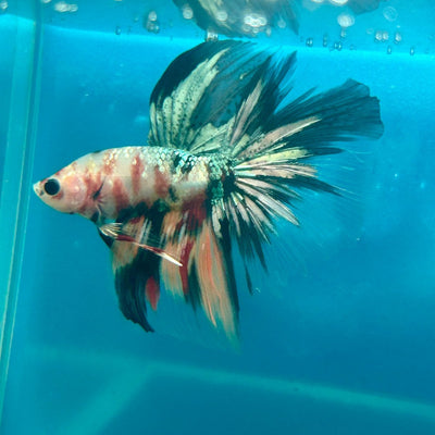Copper Koi Halfmoon - Male Betta 040