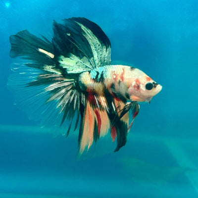 Copper Koi Halfmoon - Male Betta 040