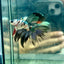 Copper Koi Halfmoon - Male Betta 058