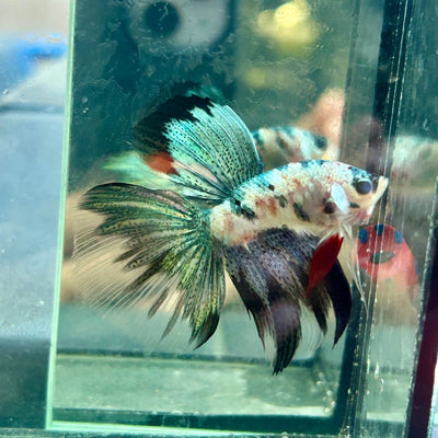 Copper Koi Halfmoon - Male Betta 058