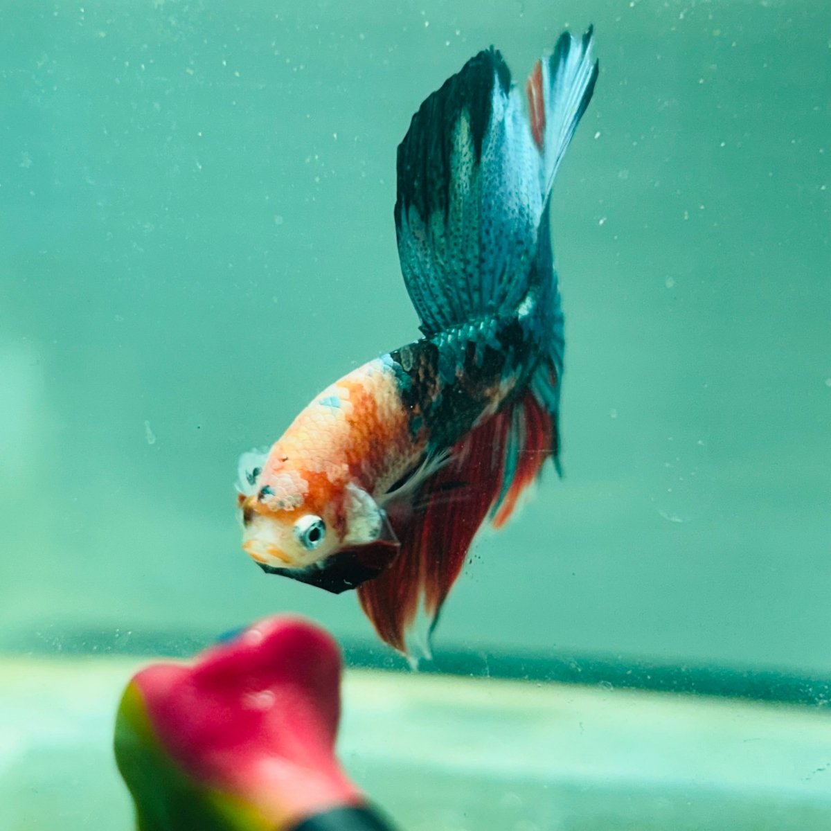 Copper Koi Halfmoon - Male Betta 103