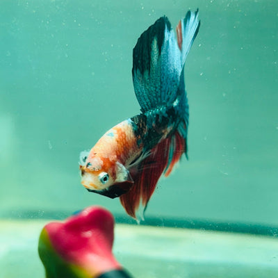 Copper Koi Halfmoon - Male Betta 103