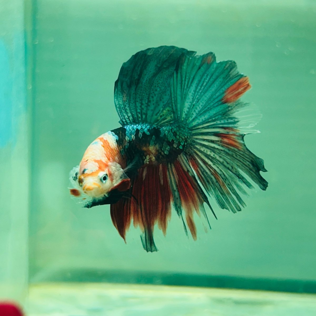 Copper Koi Halfmoon - Male Betta 103