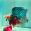 Copper Koi Halfmoon - Male Betta 103