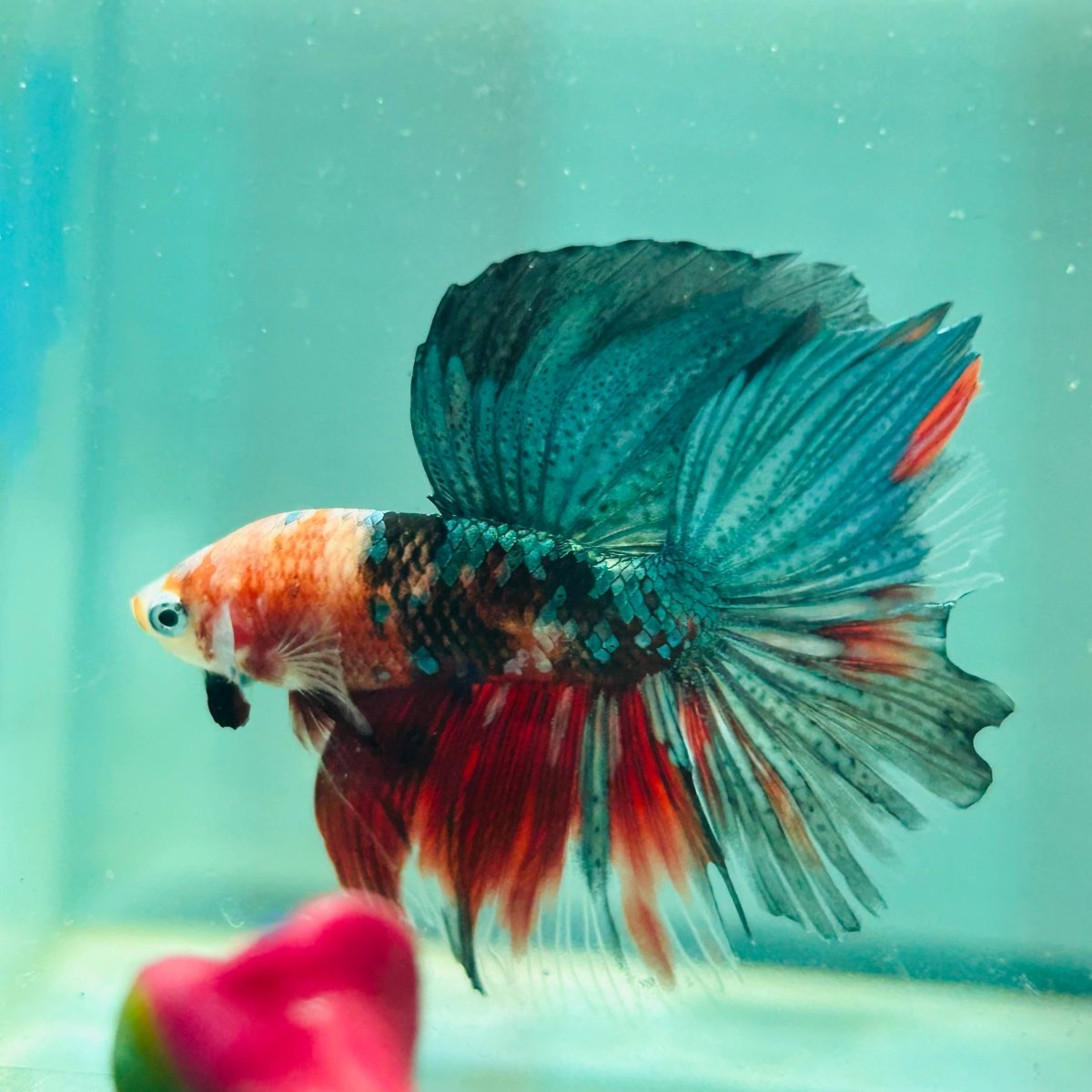 Copper Koi Halfmoon - Male Betta 103