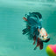 Copper Koi Halfmoon - Male Betta 103