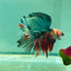 Copper Koi Halfmoon - Male Betta 103