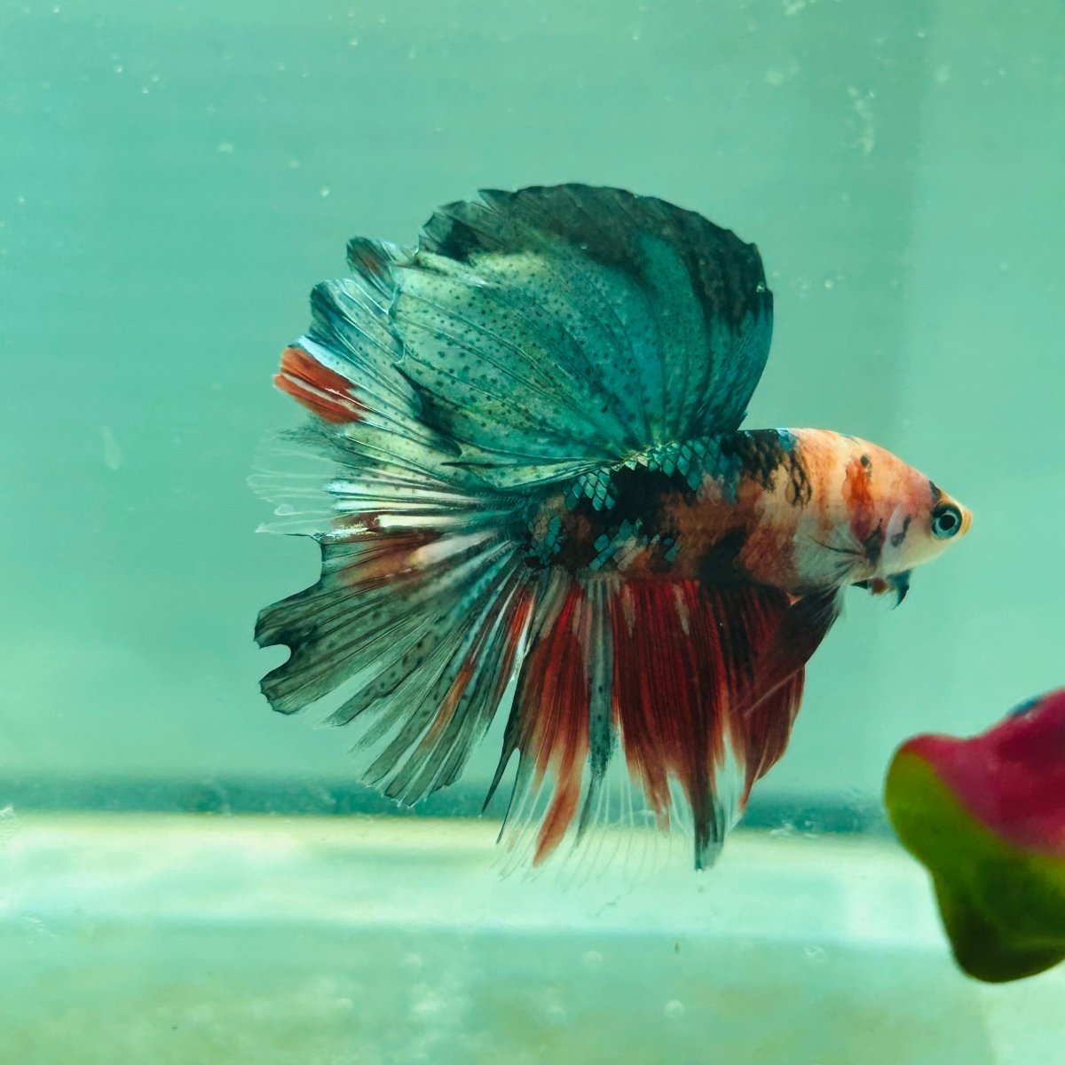 Copper Koi Halfmoon - Male Betta 103