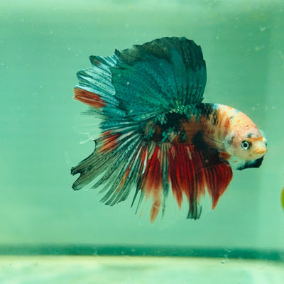 Copper Koi Halfmoon - Male Betta 103