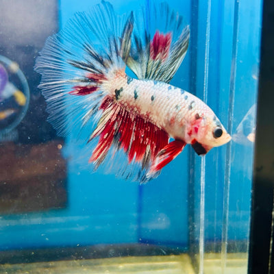 Copper Koi Halfmoon - Male Betta 109