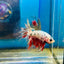 Copper Koi Halfmoon - Male Betta 109