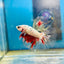 Copper Koi Halfmoon - Male Betta 109