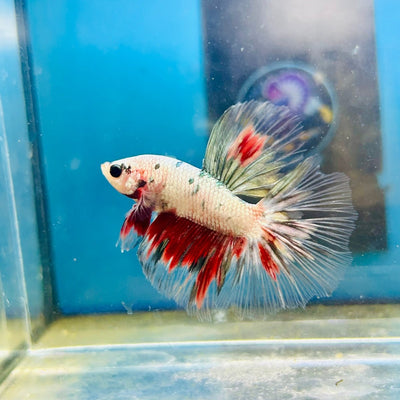 Copper Koi Halfmoon - Male Betta 109