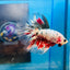 Copper Koi Halfmoon - Male Betta 109