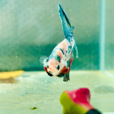 Copper Koi Halfmoon - Male Betta 157