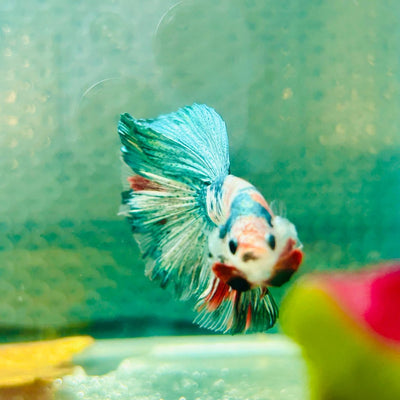 Copper Koi Halfmoon - Male Betta 157
