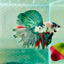 Copper Koi Halfmoon - Male Betta 157