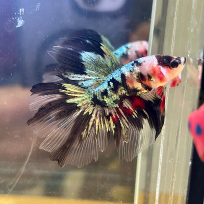 Copper Koi Halfmoon - Male Betta 181