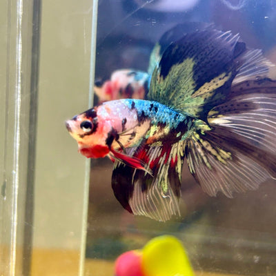 Copper Koi Halfmoon - Male Betta 181