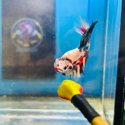 Copper Koi Halfmoon - Male Betta 186