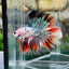 Copper Marble Halfmoon - Male Betta