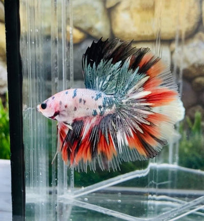 Copper Marble Halfmoon - Male Betta