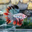 Copper Marble Halfmoon - Male Betta