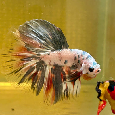 Copper Marble Halfmoon - Male Betta M56