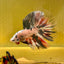 Copper Marble Halfmoon - Male Betta M56