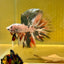 Copper Marble Halfmoon - Male Betta M56