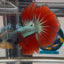 Copper Red A32 Halfmoon - Male Betta