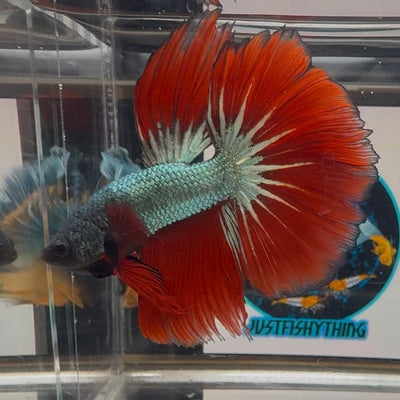 Copper Red A32 Halfmoon - Male Betta