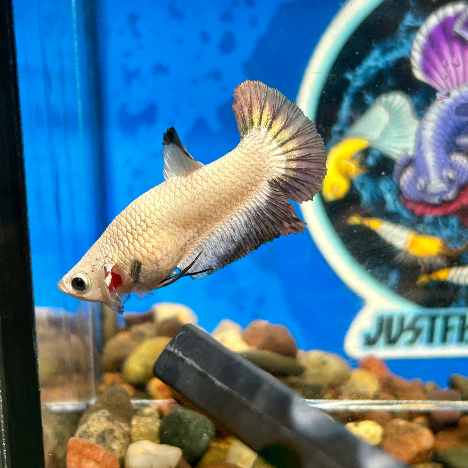 Copper Rim Plakat - Female Betta 105