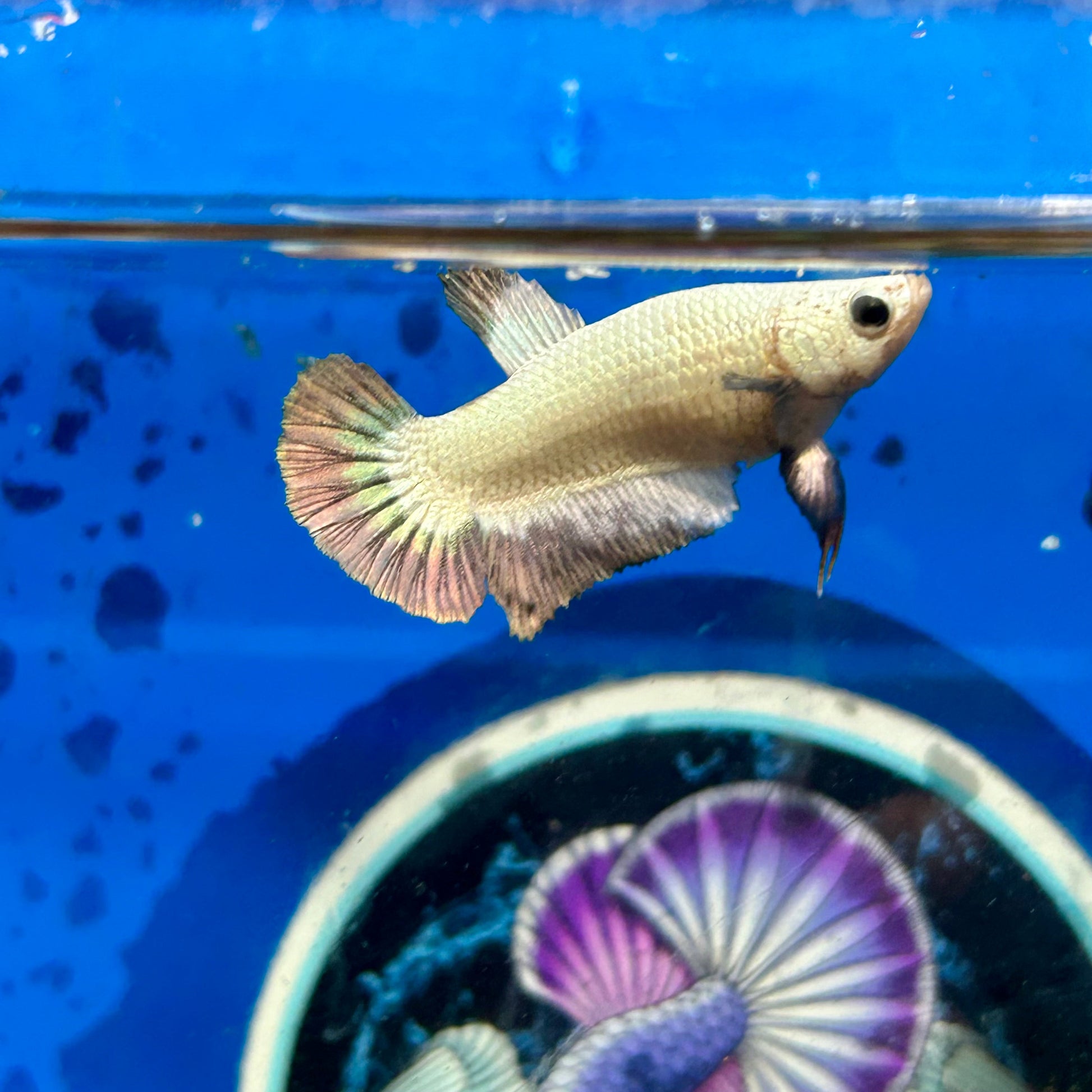 Copper Rim Plakat - Female Betta 105