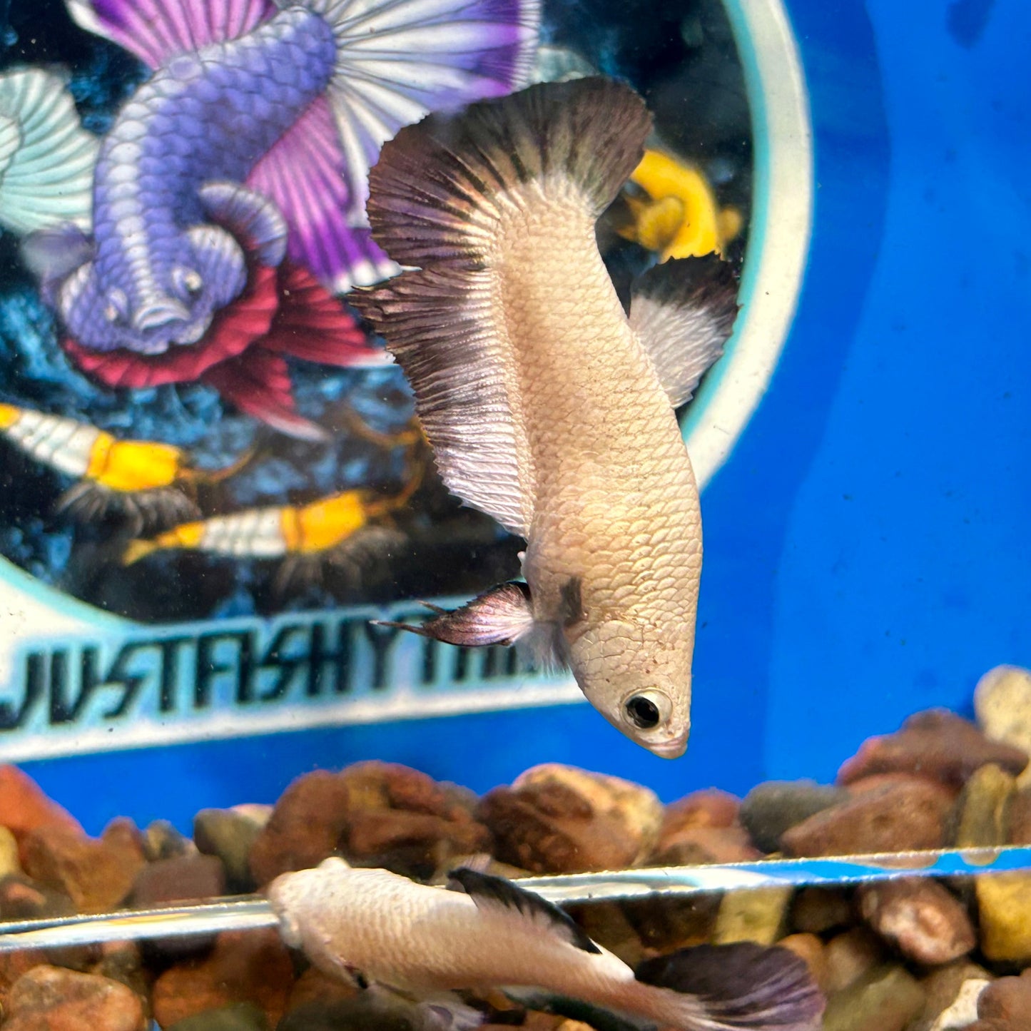 Copper Rim Plakat - Female Betta 105