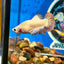 Copper Rim Plakat - Female Betta 105