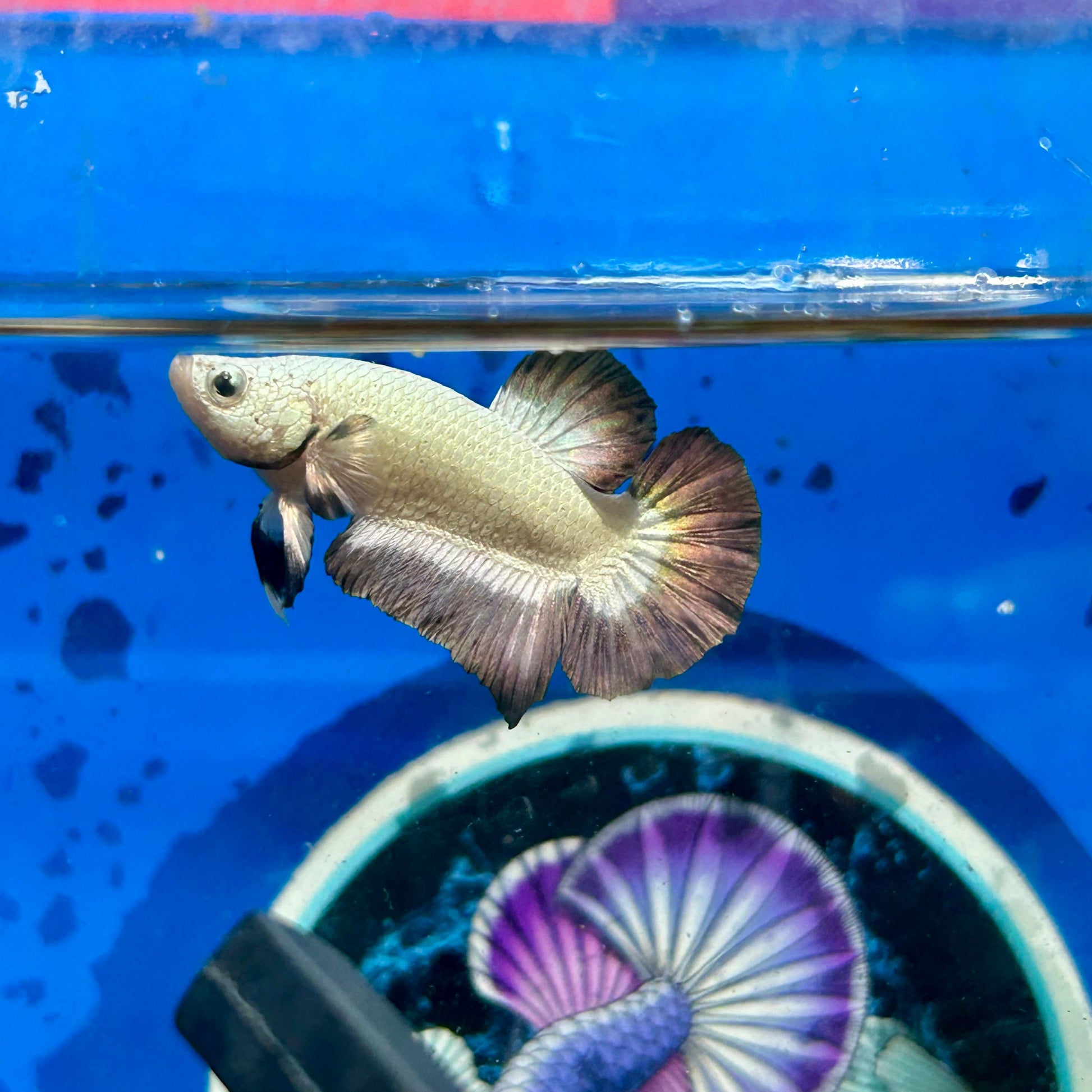 Copper Rim Plakat - Male betta 033