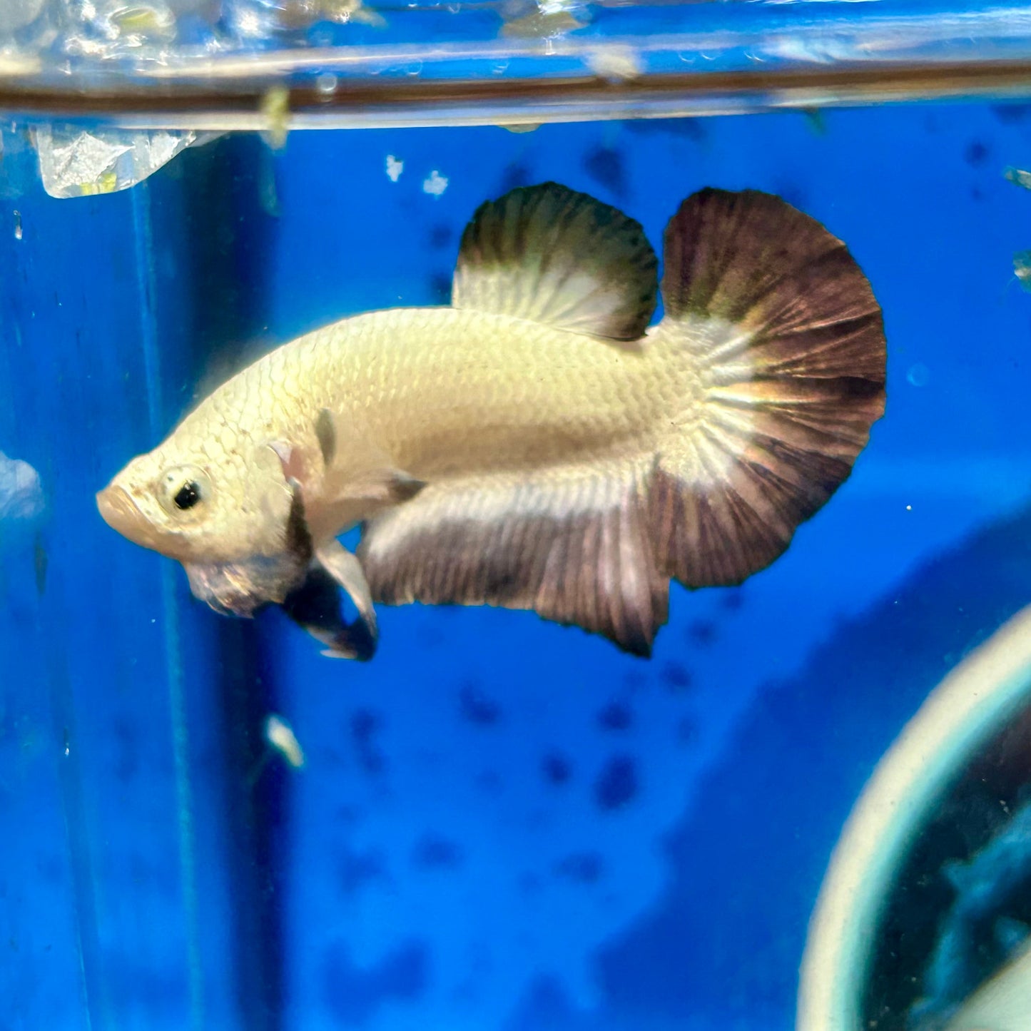 Copper Rim Plakat - Male betta 033