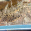 Corydoras High Fins Peppered