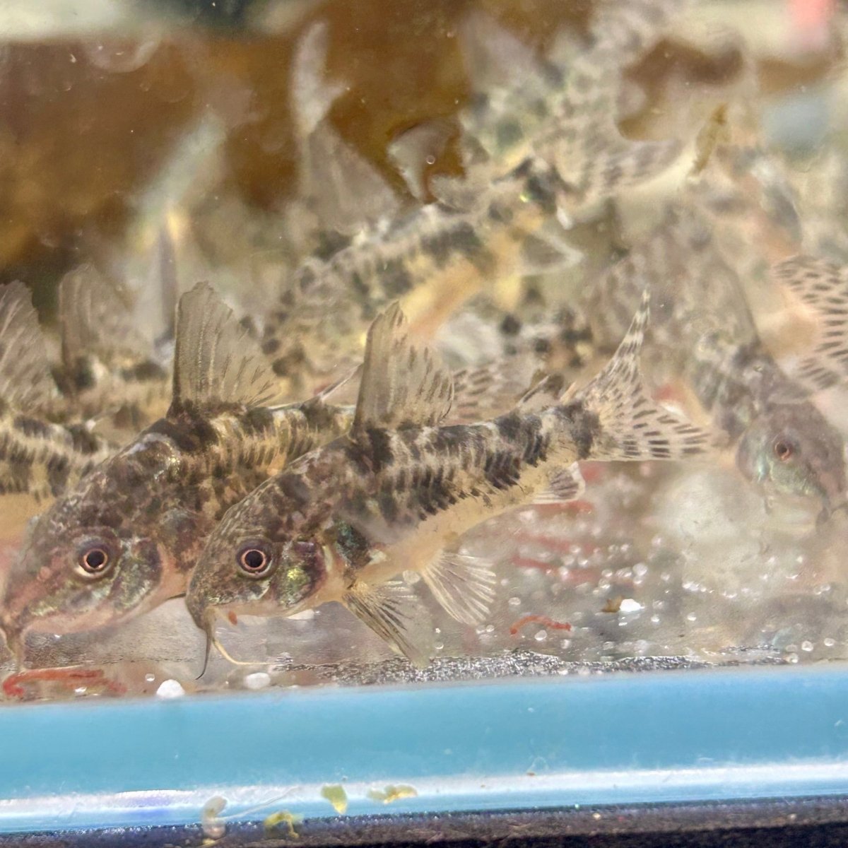 Corydoras High Fins Peppered