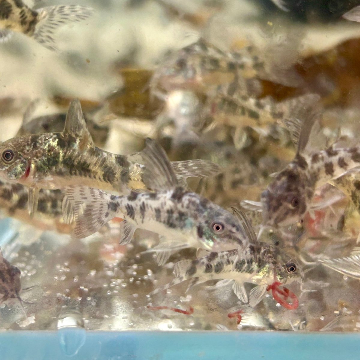 Corydoras High Fins Peppered