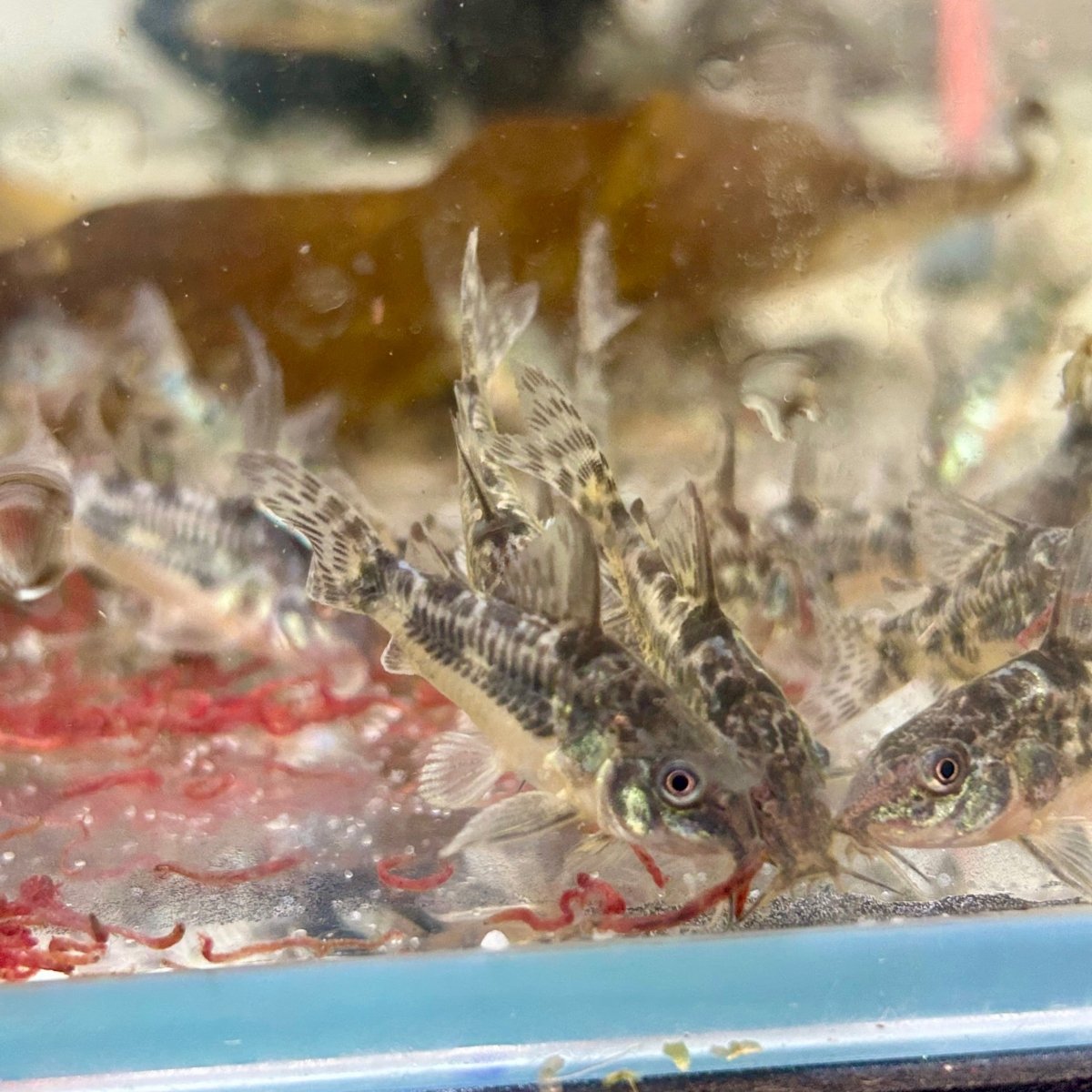 Corydoras High Fins Peppered