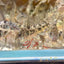 Corydoras High Fins Peppered