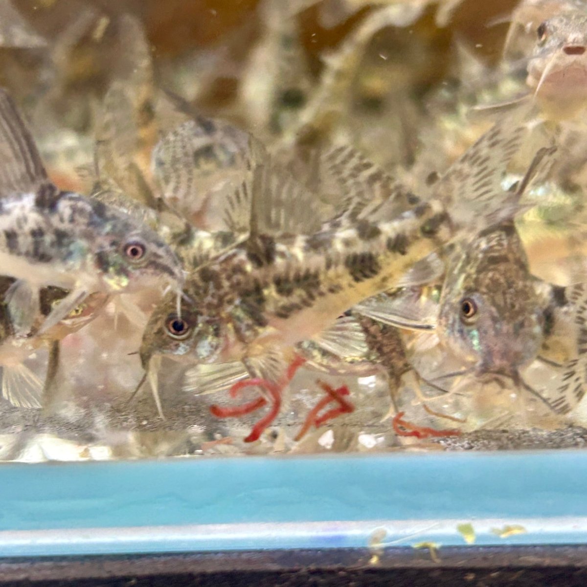 Corydoras High Fins Peppered