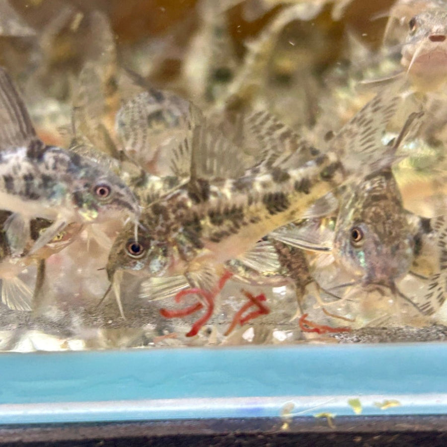 Corydoras High Fins Peppered