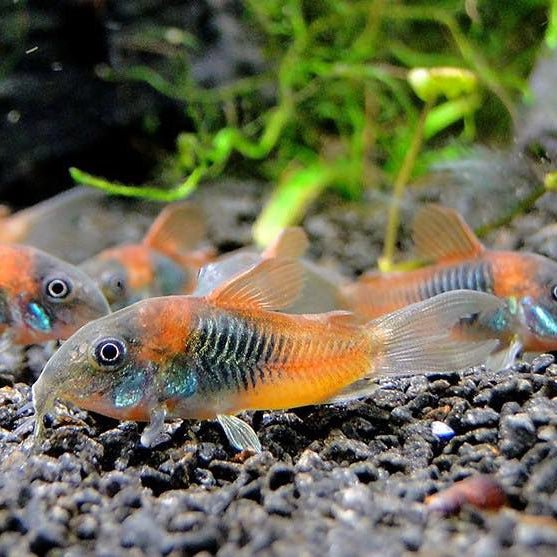Corydoras Orange Venezuelan 3 Tails corydoras