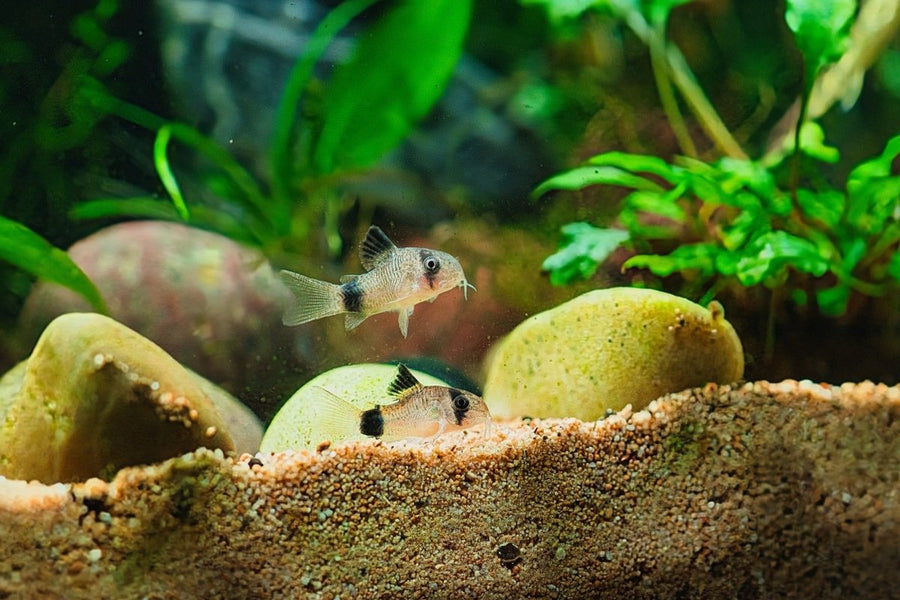 Corydoras Panda Freshwater Fish 3 Tails corydoras