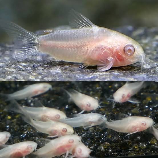 Corydoras Pygmy Albino Freshwater Fish 3 Tails corydoras